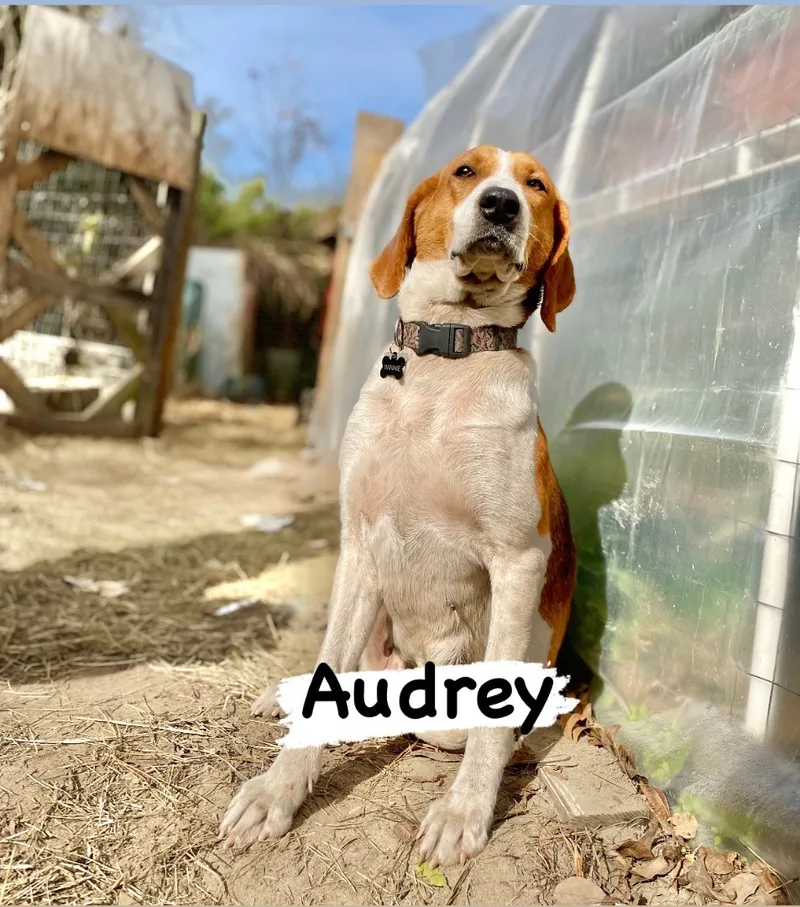 Audrey thumbnail 2
