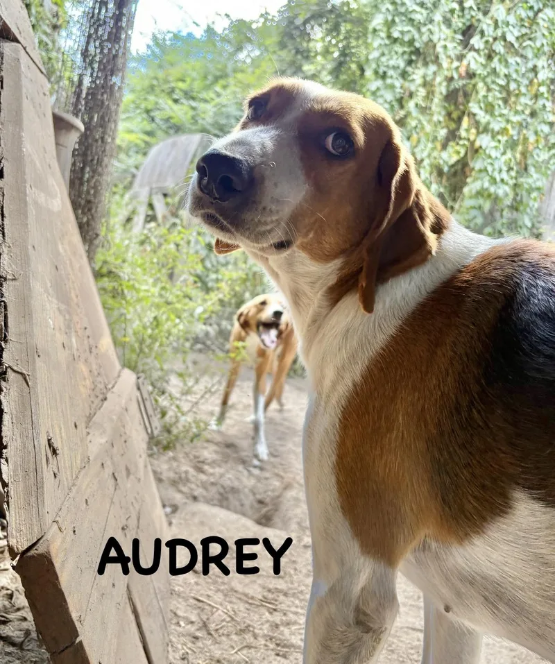 Audrey thumbnail 5
