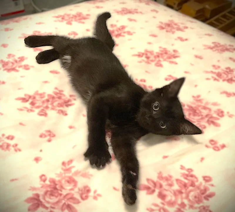 A baby medium-sized male Domestic Short Hair cat named Turin for adoption in Fort Myers, FL