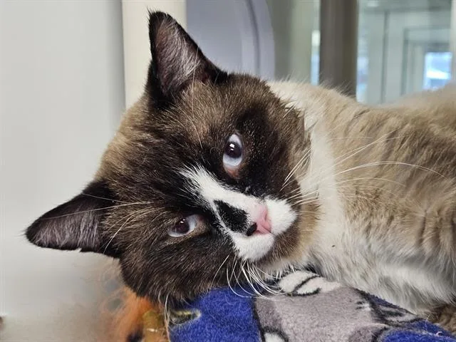 A young large-sized male Domestic Short Hair cat named Miso for adoption in Albuquerque, NM