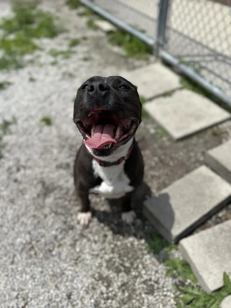An adult large-sized male Tricolor (Brown, Black, & White) Pit Bull Terrier dog named Boss for adoption in Bowling Green, OH