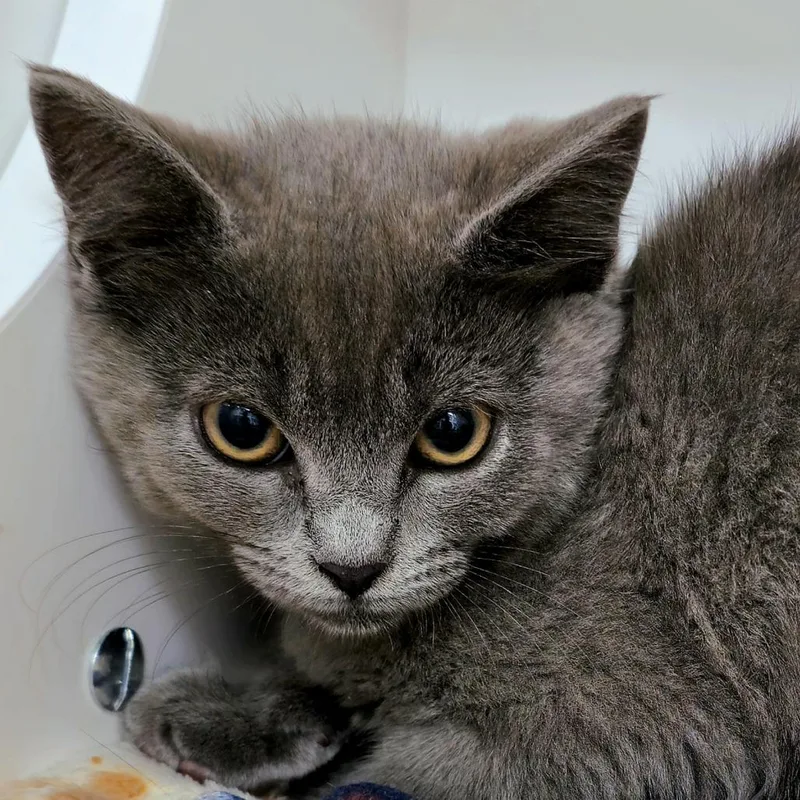 A baby small-sized female Domestic Short Hair cat named Dewdrop for adoption in Cumming, GA