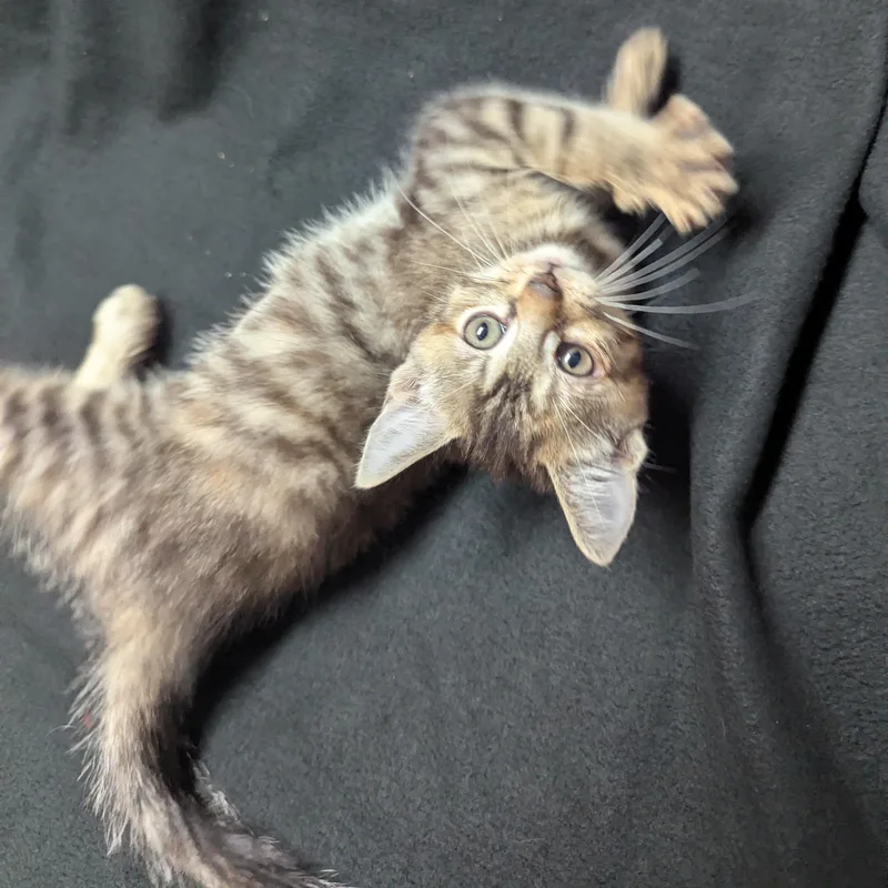 A baby medium-sized female Domestic Short Hair cat named Oogie Boogie  High for adoption in Haddon Heights, NJ