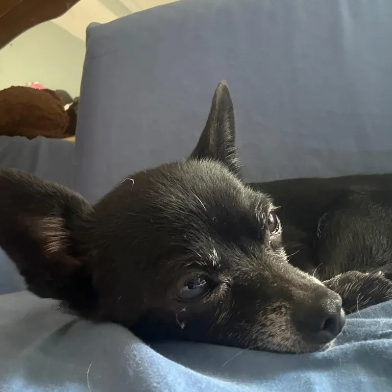 A senior small-sized female Black Chihuahua dog named Fancy for adoption in Bessemer, AL