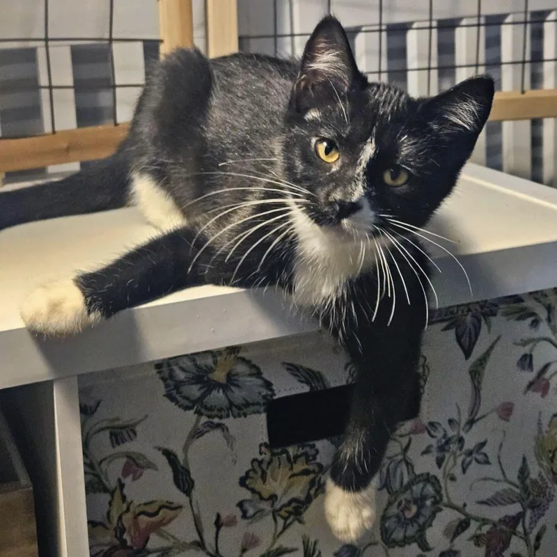 A baby medium-sized female Domestic Short Hair cat named Lazy River for adoption in Plover, WI