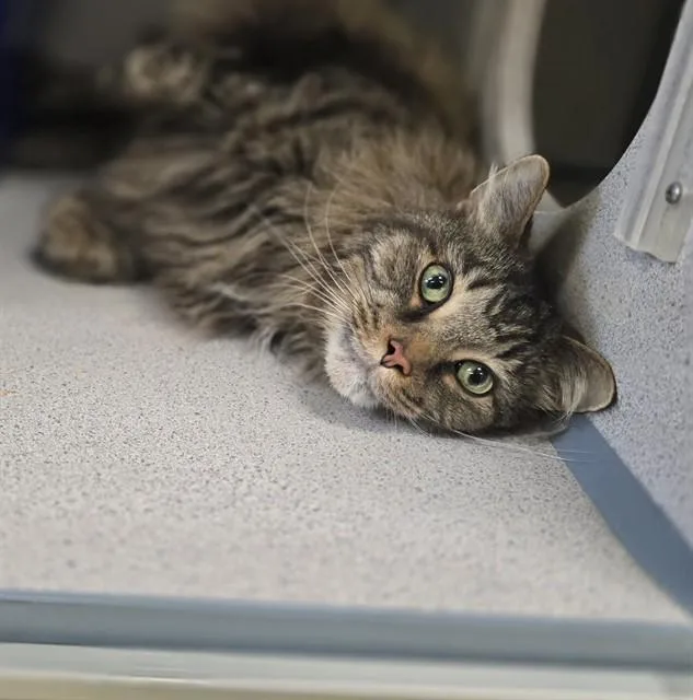 A senior medium-sized male Domestic Short Hair cat named Baby Boy for adoption in Aliquippa, PA