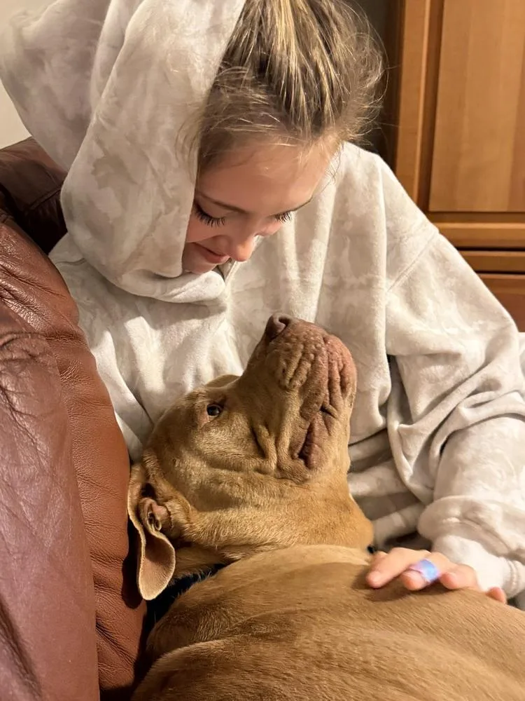 An adult large-sized male Brown / Chocolate American Bully dog named Brisket for adoption in Plymouth, MI