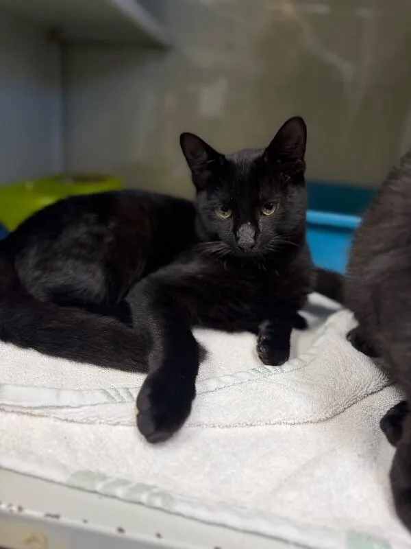 A young medium-sized male Black Domestic Short Hair cat named Unknown for adoption in Burgaw, NC
