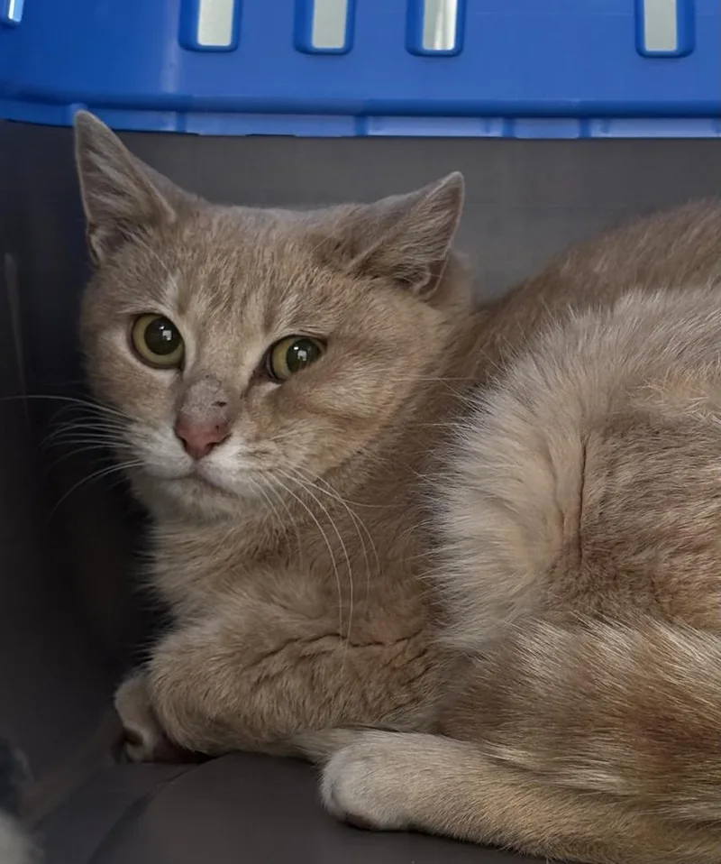 A young small-sized female Domestic Short Hair cat named Sunday for adoption in Saint Paul, MN