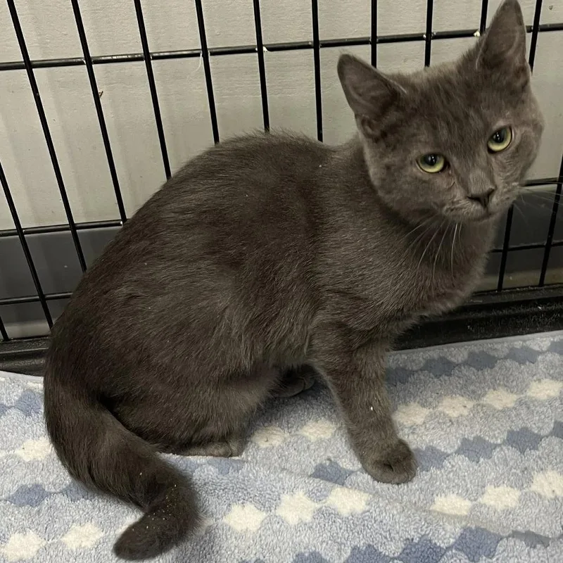 A baby small-sized male Gray / Blue / Silver Domestic Short Hair cat named Luffy for adoption in Hamburg, NY