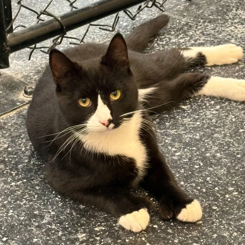 A young medium-sized male Black & White / Tuxedo Domestic Short Hair cat named Bayern for adoption in Waltham, MA