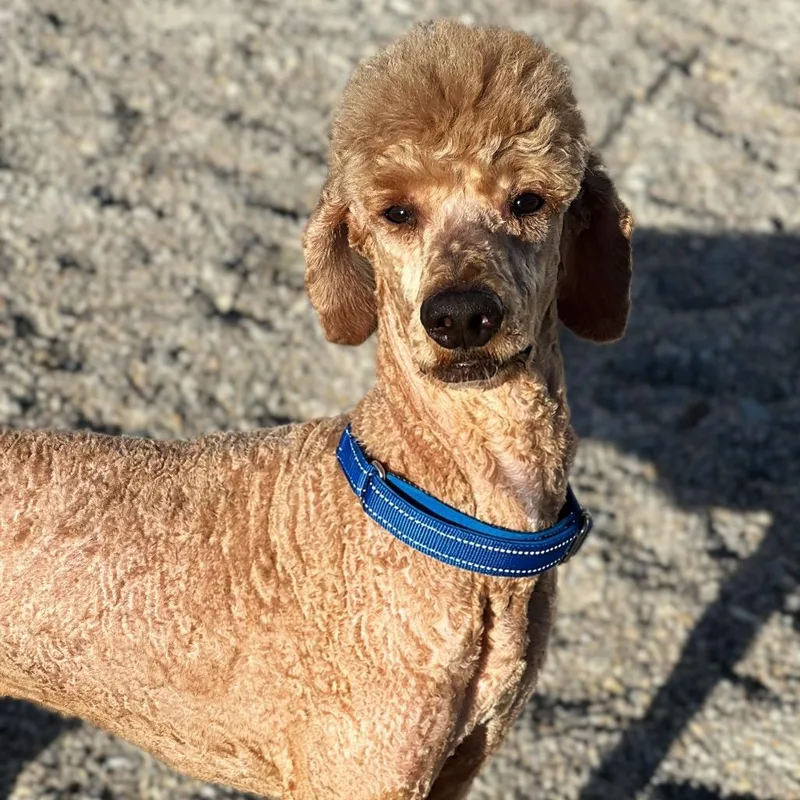An adult medium-sized male Standard Poodle dog named Enchilada for adoption in St. Peters, MO
