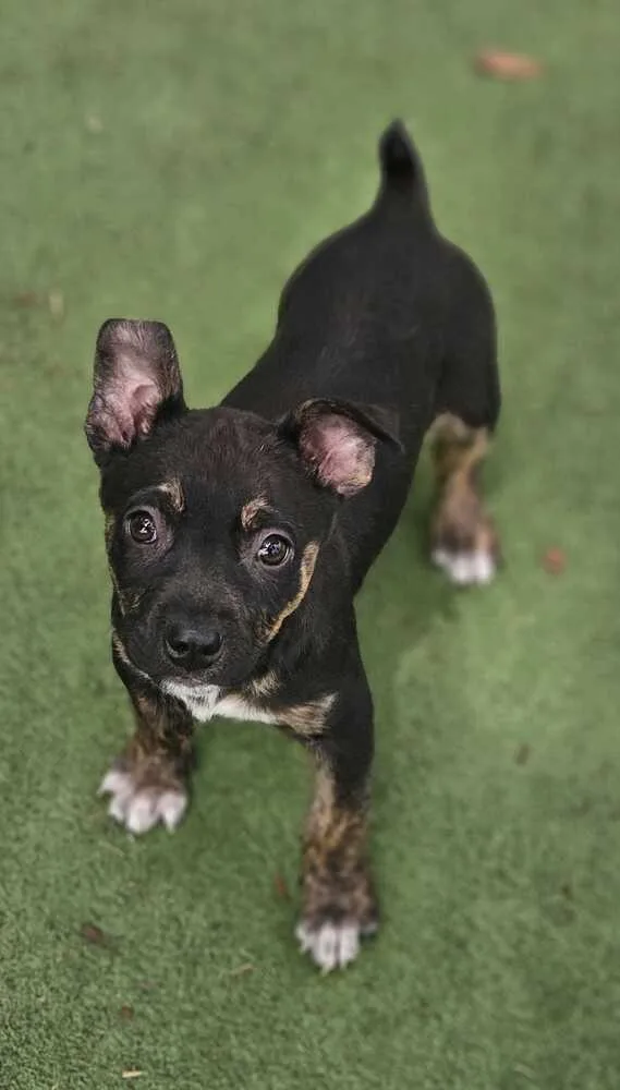 Carolina thumbnail 2