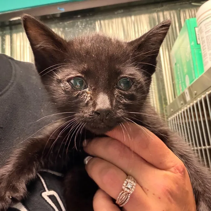 A baby small-sized male Black Domestic Short Hair cat named Tommy for adoption in Lake Jackson, TX
