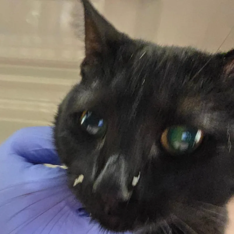 An adult medium-sized female Black Domestic Short Hair cat named Avelyn for adoption in Chattanooga, TN