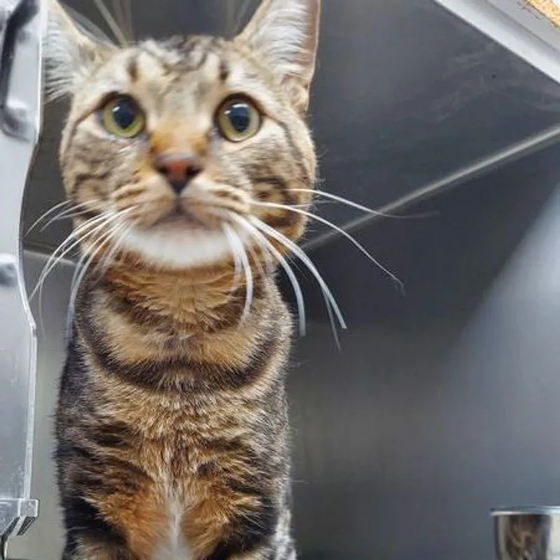 An adult medium-sized male Brown / Chocolate Domestic Short Hair cat named Nico for adoption in Lake Havasu City, AZ
