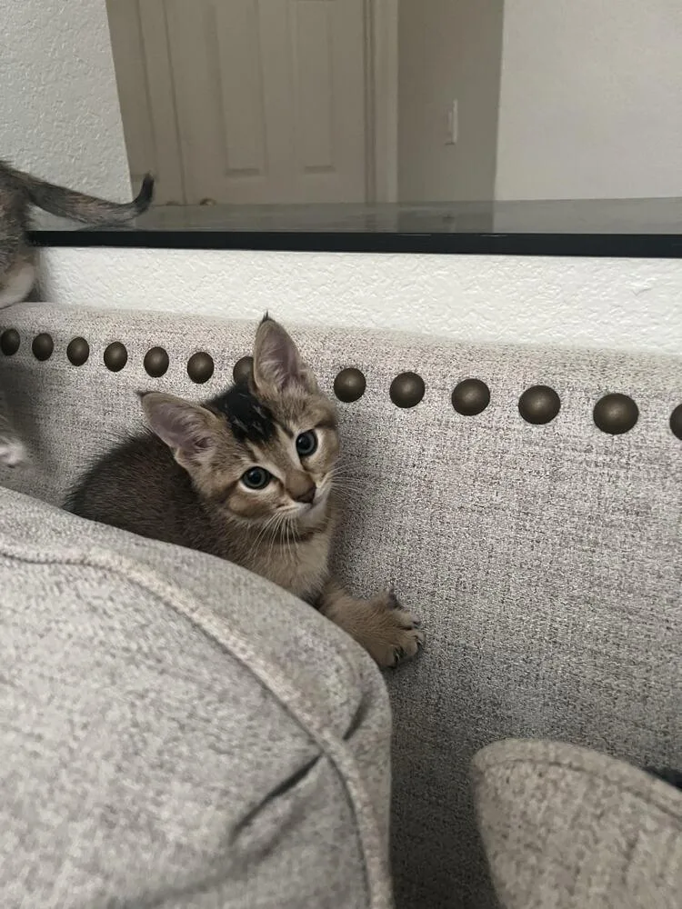 A baby small-sized male Tabby (Brown / Chocolate) Domestic Short Hair cat named Tommy for adoption in Lancaster, CA