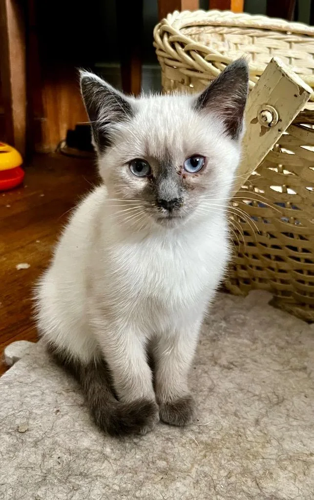 Bonnie
