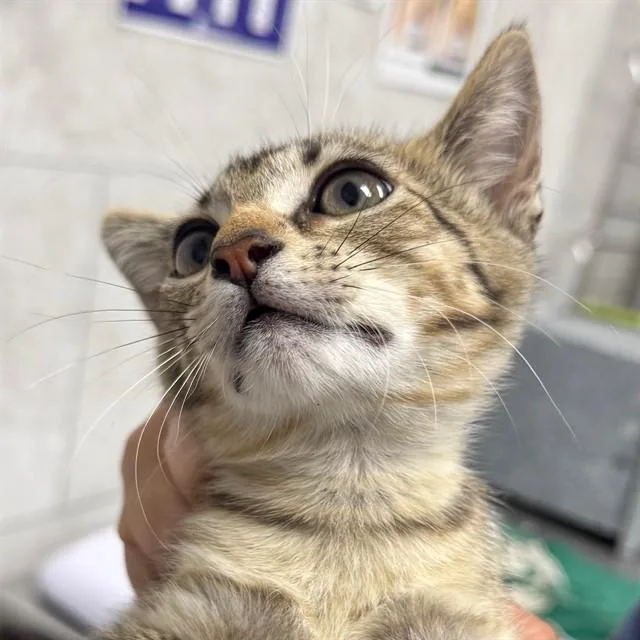 A baby small-sized female Domestic Short Hair cat named Piper for adoption in Naples, FL