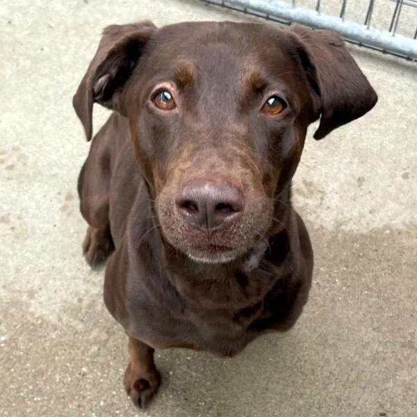 An adult large-sized male Labrador Retriever dog named Chunk for adoption in Des Moines, IA