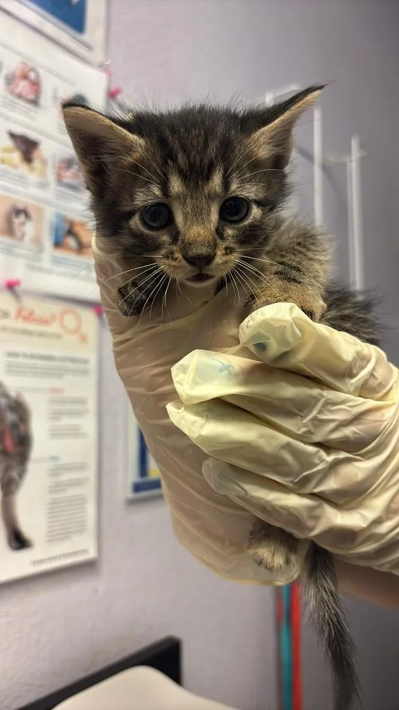 A baby medium-sized female Domestic Short Hair cat named Poolside for adoption in New Braunfels, TX
