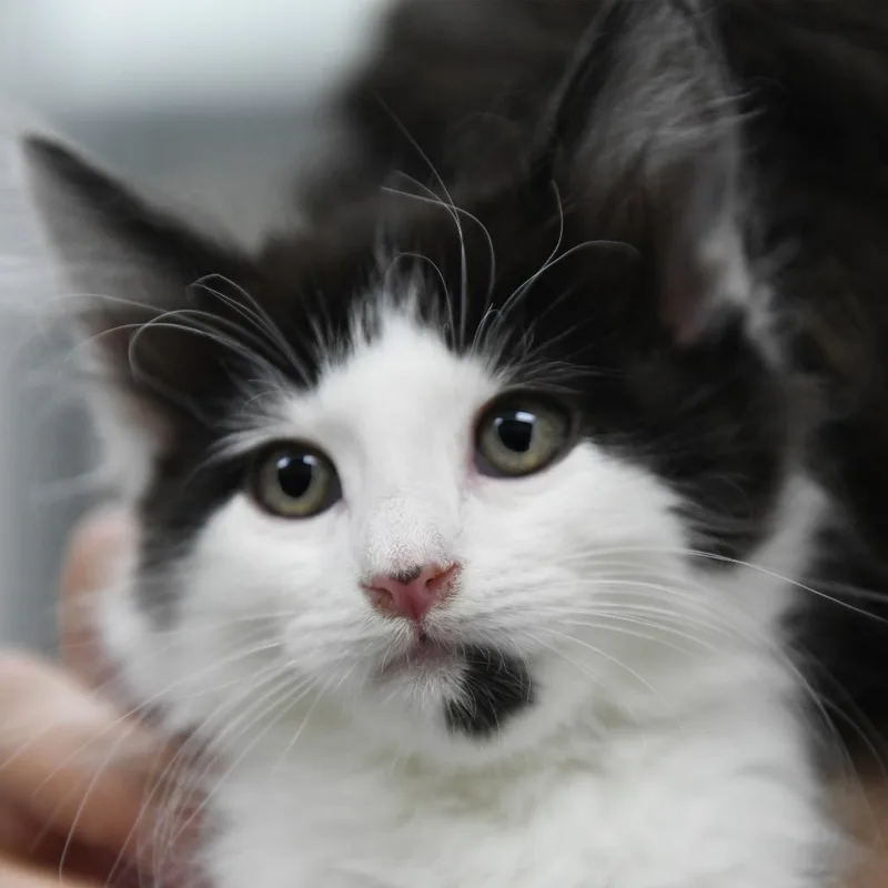 A baby small-sized male Black Domestic Medium Hair cat named Thunder for adoption in Redwood City, CA