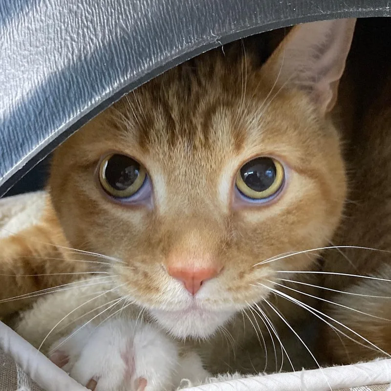 An adult large-sized male Orange / Red Domestic Short Hair cat named Buddy the Biscuit Maker for adoption in Delaware, OH