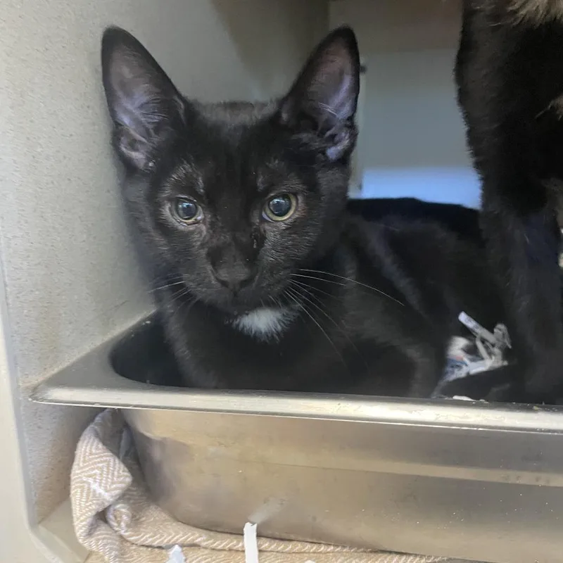 A baby medium-sized male Black Domestic Short Hair cat named Awesome Alex for adoption in Gloucester, VA