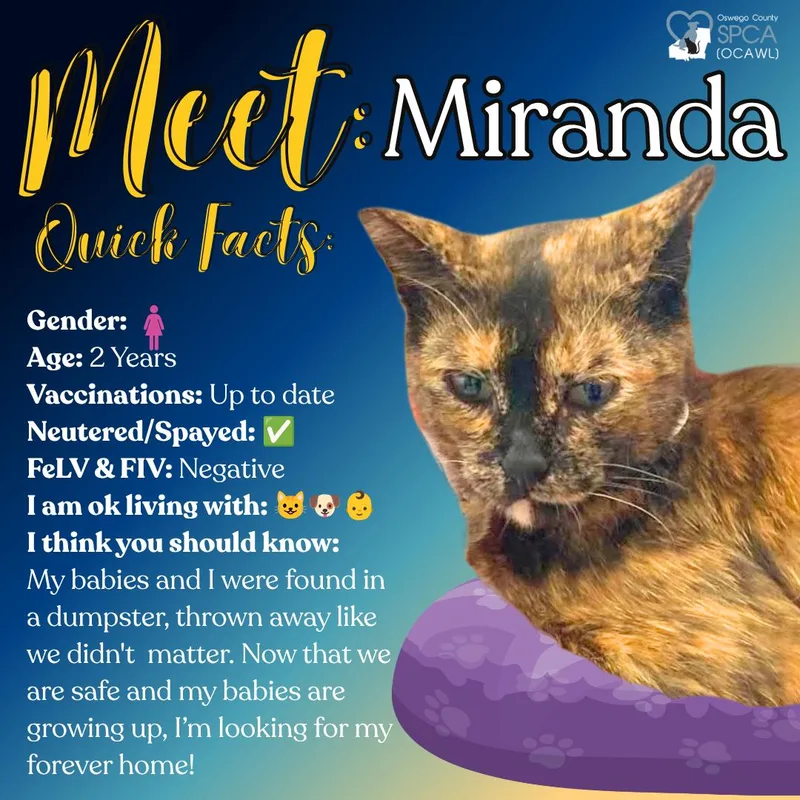 Miranda thumbnail 3