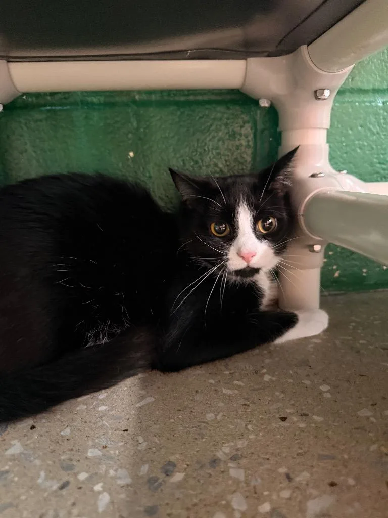 A young medium-sized female Domestic Short Hair cat named Picante for adoption in Burnsville, NC