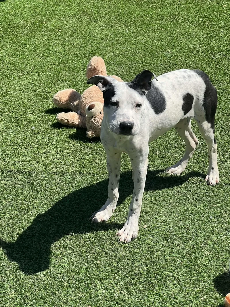 A baby medium-sized female Mixed Breed dog named Isabell for adoption in Northlake, IL
