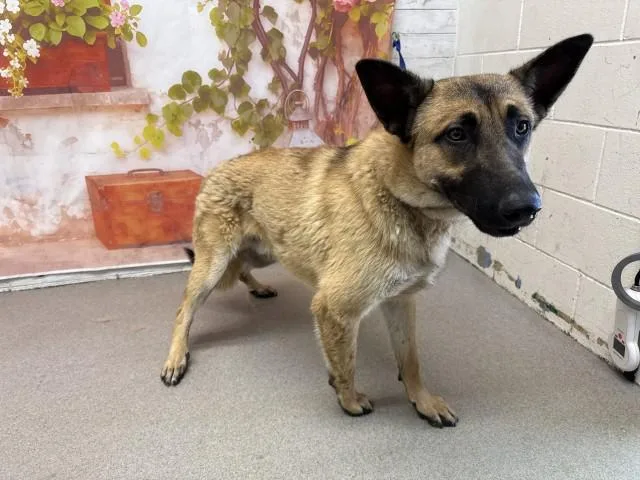 A young large-sized male German Shepherd Dog dog named King Louie for adoption in San Bernardino, CA