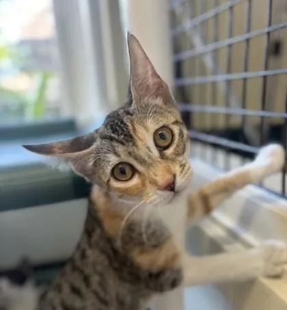 A baby small-sized female Domestic Short Hair cat named Dixie for adoption in Honolulu, HI