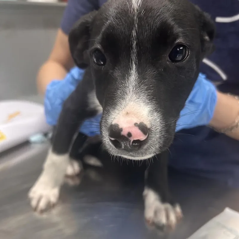 A baby small-sized female Gray / Blue / Silver Mixed Breed dog named Sherbert for adoption in Summerville, SC