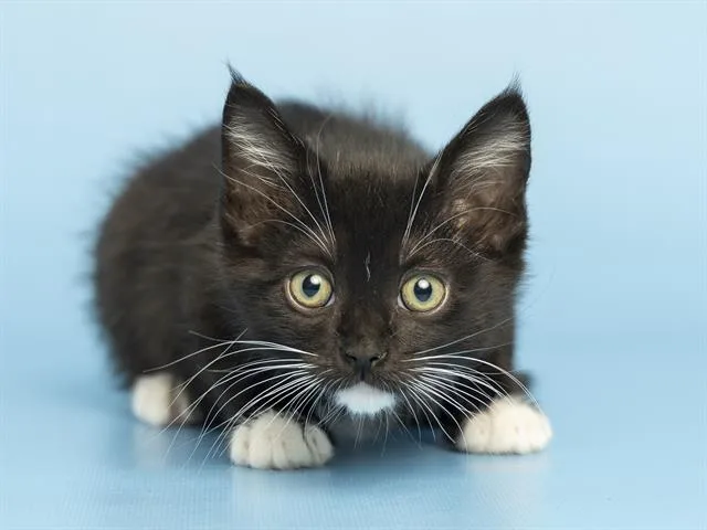A baby small-sized male Domestic Short Hair cat named Ditto for adoption in Phoenix, AZ