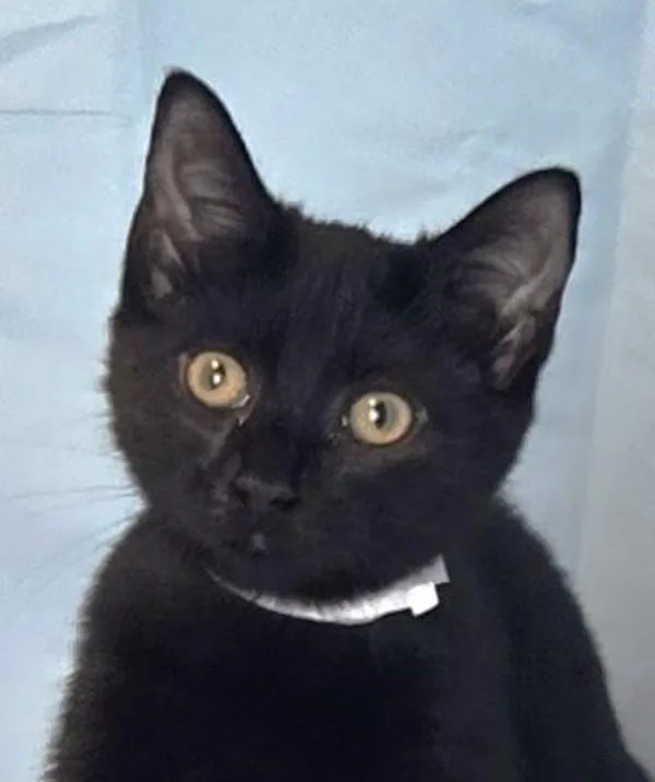 A baby small-sized male Domestic Short Hair cat named Frankie for adoption in Roanoke, VA