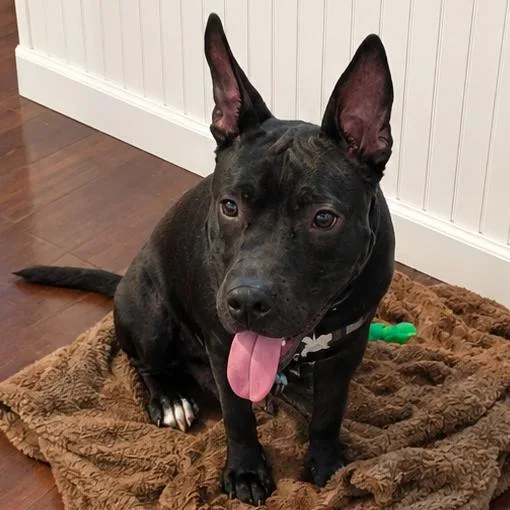 An adult large-sized male Mixed Breed dog named Rambo for adoption in Jacksonville, FL