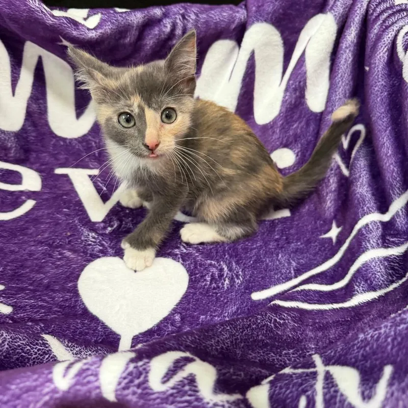 A baby small-sized female Domestic Short Hair cat named Crayon for adoption in La Grange, KY