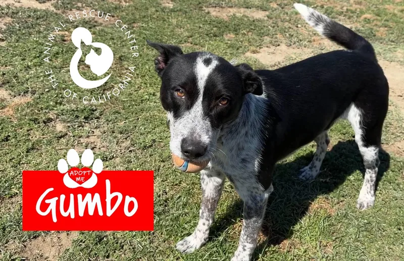 A young medium-sized male White / Cream Australian Cattle Dog / Blue Heeler dog named Gumbo for adoption in Coachella, CA