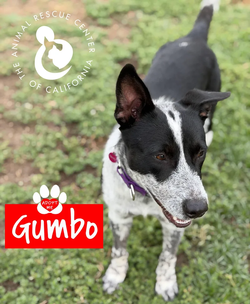 Gumbo thumbnail 2