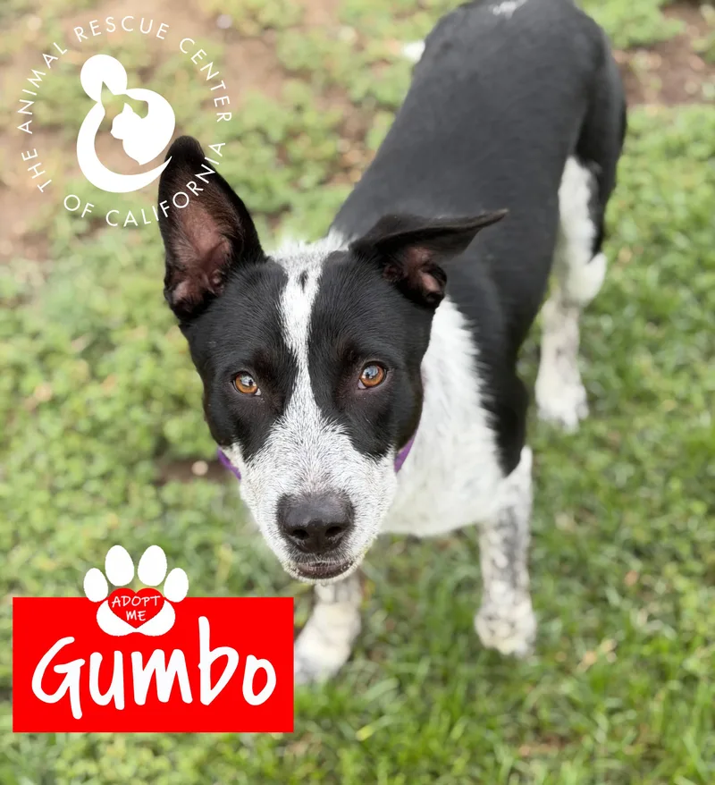 Gumbo thumbnail 3