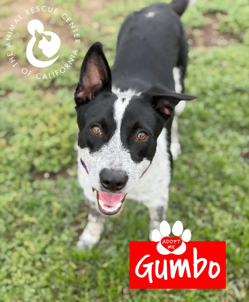 Gumbo thumbnail 5