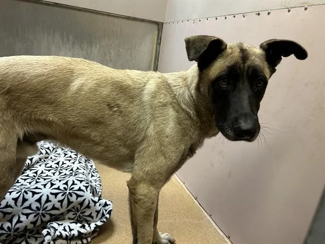 An adult large-sized male Anatolian Shepherd dog named Terry for adoption in Martinez, CA