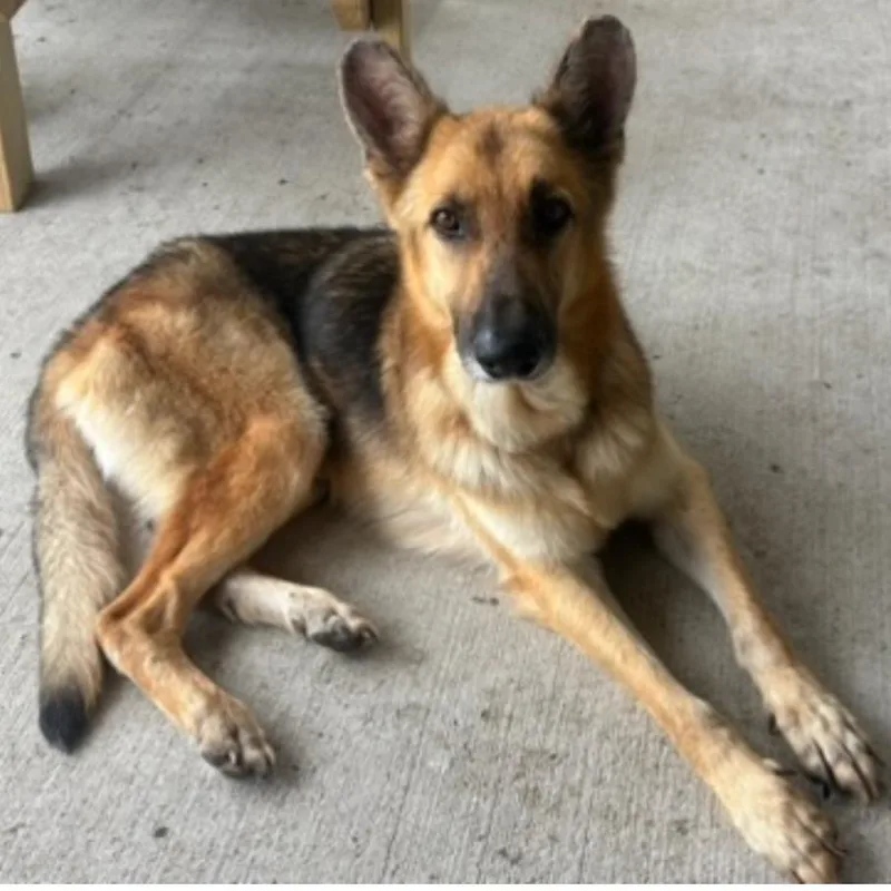 A senior medium-sized male Brown / Chocolate German Shepherd Dog dog named Aggie for adoption in Houston, TX