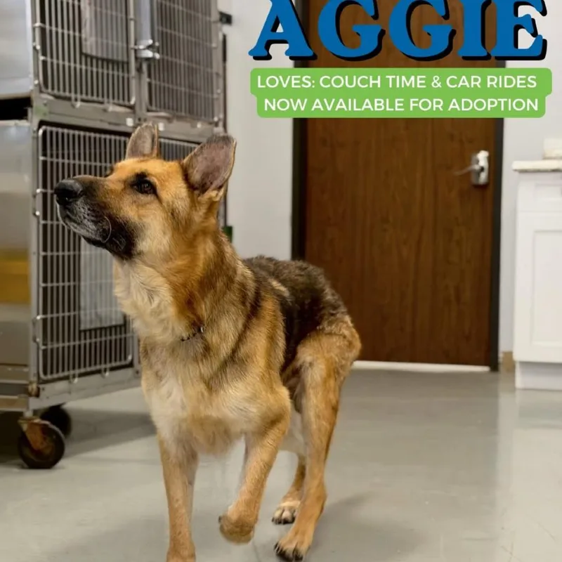 Aggie thumbnail 2