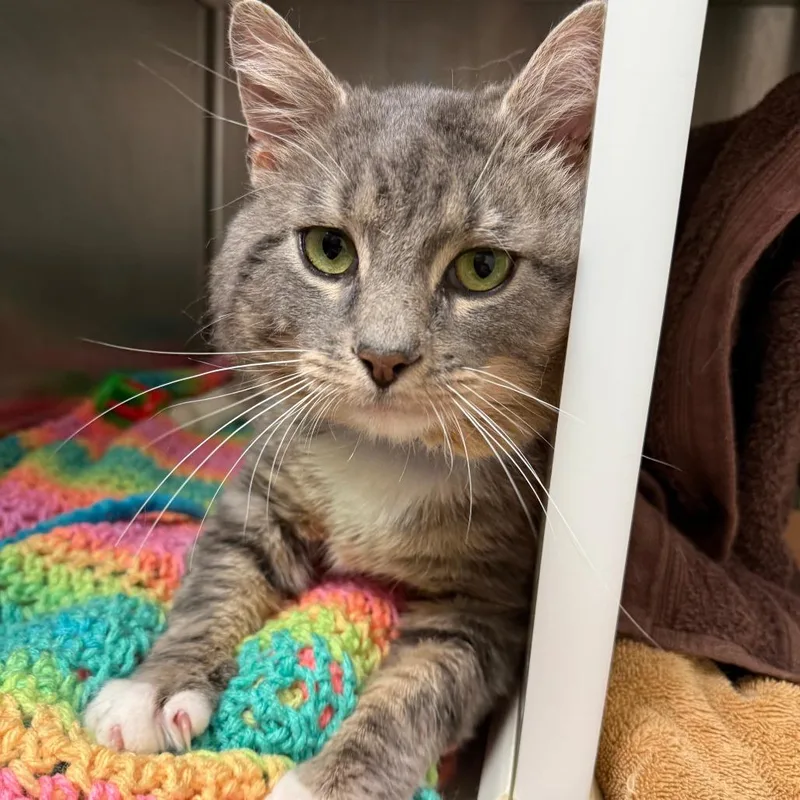 An adult large-sized male Gray / Blue / Silver Domestic Short Hair cat named Greygrey for adoption in Fairport, NY