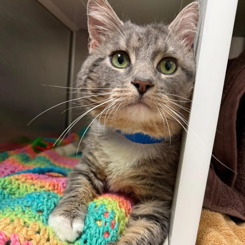 Greygrey thumbnail 2