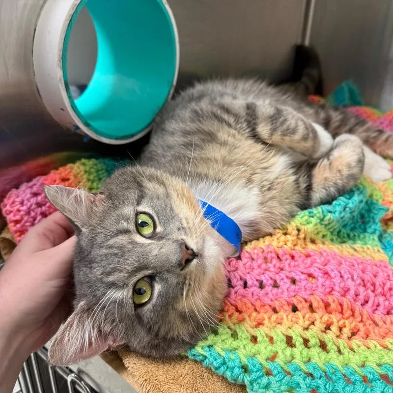 Greygrey thumbnail 3