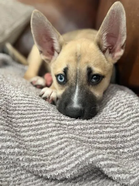 A baby medium-sized female Shepherd dog named Dolly for adoption in Vernon, CT