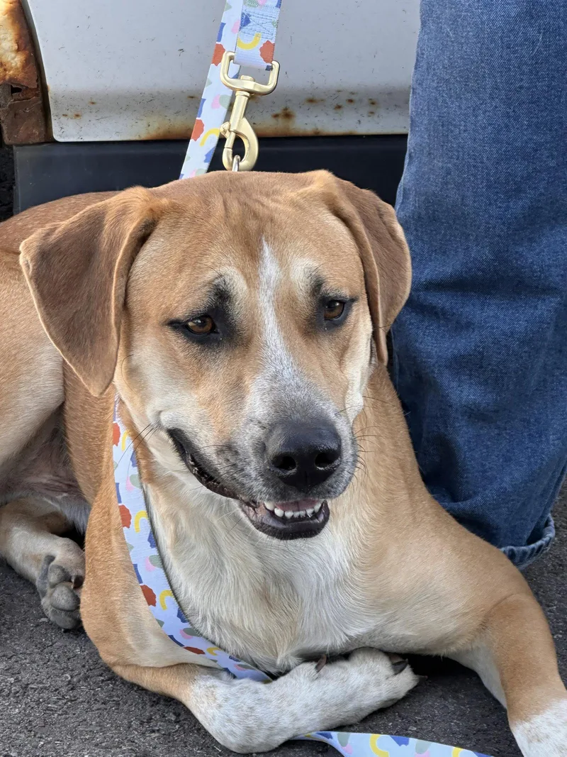 An adult large-sized male Mixed Breed dog named Clyde for adoption in Polson, MT
